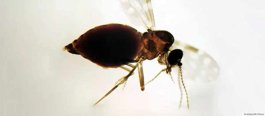 Oropouche pode levar a novo surto de microcefalia no Brasil?