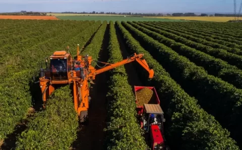 Como o café do Brasil se prepara para lei antidesmate da UE