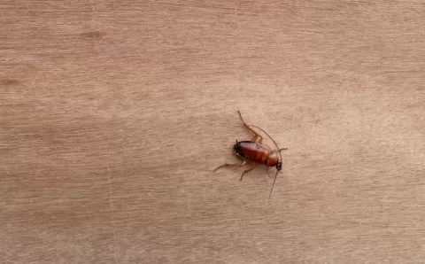 É correto pisar em baratas? Especialista explica o que se deve fazer com o inseto