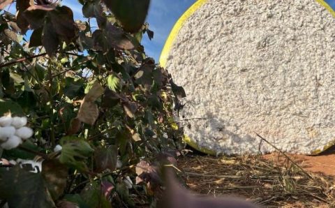 Brasil se confirma como maior exportador de algodão no ano