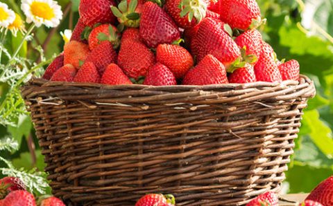 Os alimentos ricos em fibras