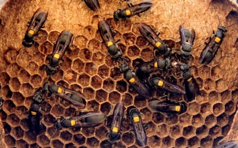 Ex-paciente, professora da UnB acha veneno com potencial contra câncer