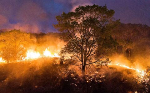 MT:  SECA PROLONGADA :   Mais de 50 cidades têm a situação de emergência reconhecida em MT