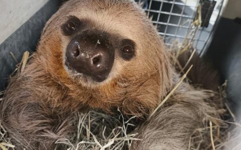 Sema solta cinco animais silvestres resgatados com ferimentos