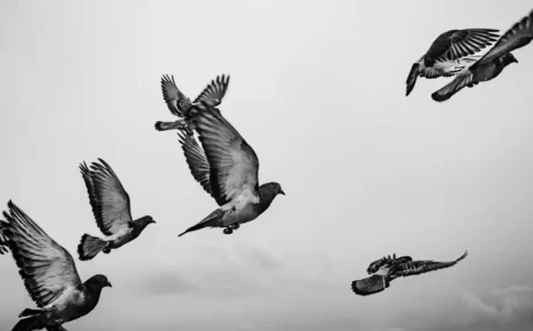 Cientistas desvendam mistério por trás da morte de pombos em São Paulo