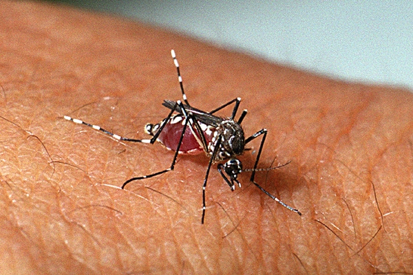 MT:   Secretaria de Saúde registra 41.631 notificações de dengue em novo boletim epidemiológico