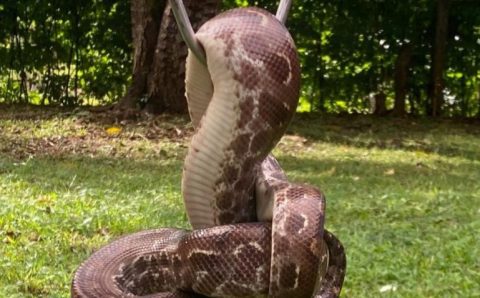 Sema orienta população sobre como agir ao encontrar animais silvestres em áreas urbanas