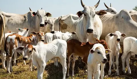MT;   CONEXÃO FPA-MT:    Mato Grosso pode perder R$ 6 bi com lei anti desmatamento da União Europeia