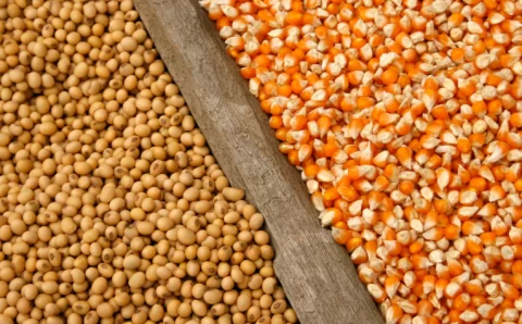 Índice de Commodities do Brasil registra crescimento em 2024, impulsionado pela agropecuária