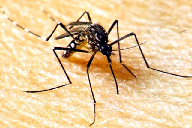 DIA D:  Campanha nacional mobiliza população contra dengue neste sábado