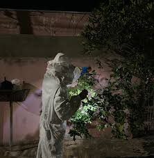 Corpo de Bombeiros resgata enxame de abelhas que estava em frente a residência