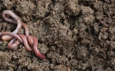 Futuro do planeta também depende da saúde do solo