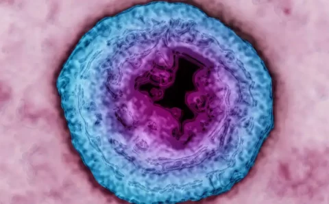 OMS: 1 em cada 5 adultos tem herpes genital