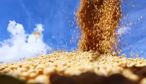 MT:  COLHEITA DE SOJA:    29 municípios de MT decretam situação de emergência por conta das chuvas, diz Aprosoja