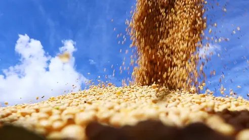 MT:  COLHEITA DE SOJA:    29 municípios de MT decretam situação de emergência por conta das chuvas, diz Aprosoja