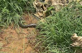 Bombeiros capturam sucuri que estava em oficina em Campo Verde