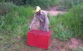 Bombeiros resgatam cachorro-do-mato em empresa de produtos agrícola