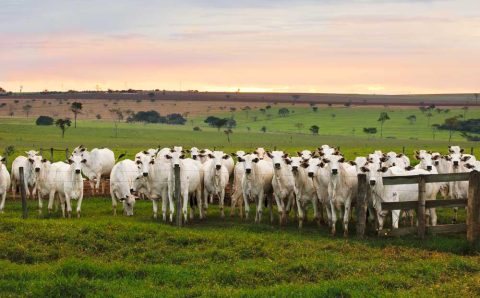 RAIO-X DA PECUÁRIA:   Escore corporal é a chave para alta taxa de fertilidade das vacas na estação de monta; entenda
