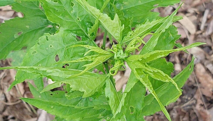 Chá de mastruço ajuda na digestão? Veja benefícios e como preparar