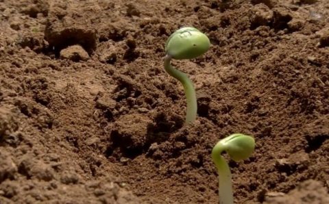 MT:  CALENDÁRIO:  Soja: prazo para plantio encerra dia 7 de janeiro em Mato Grosso