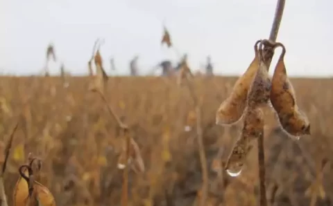 MT:   Chuvas intensas comprometem a colheita da soja e geram prejuízos para produtores em MT