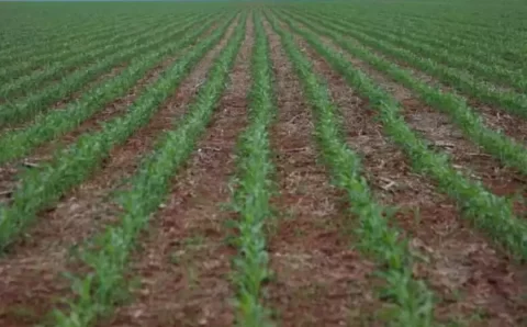 MT:  SEGUNDO O IMEA:   Colheita da soja ultrapassa média histórica em Mato Grosso