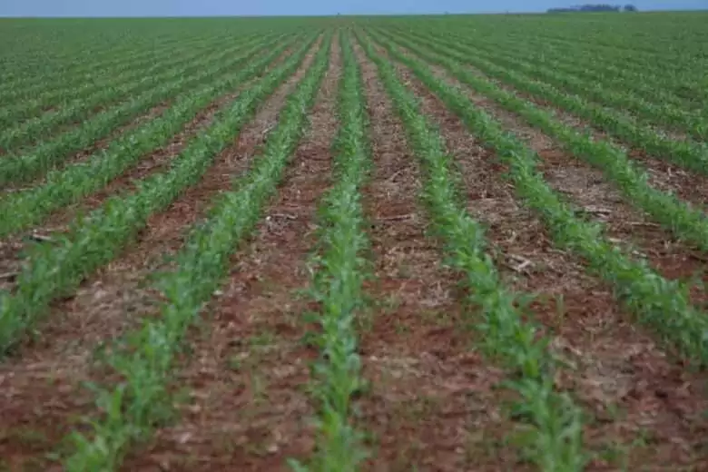 MT:  Aprosoja MT se manifesta em relação a suspensão dos financiamentos do Plano Safra 2024/2025