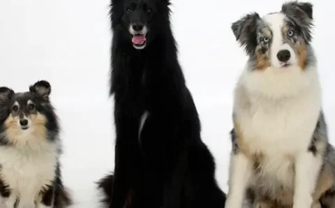 Ciência:  Estudo aponta tática mais eficiente para adestrar seu cão