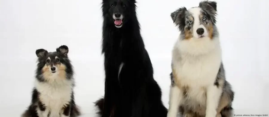 Ciência:  Estudo aponta tática mais eficiente para adestrar seu cão