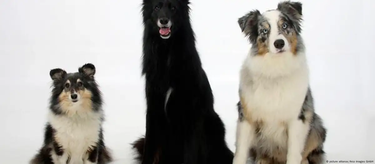 Ciência:  Estudo aponta tática mais eficiente para adestrar seu cão