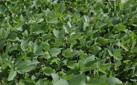 MT:  Aprosoja MT lança central de informações do CAR para apoiar produtores na regularização ambiental