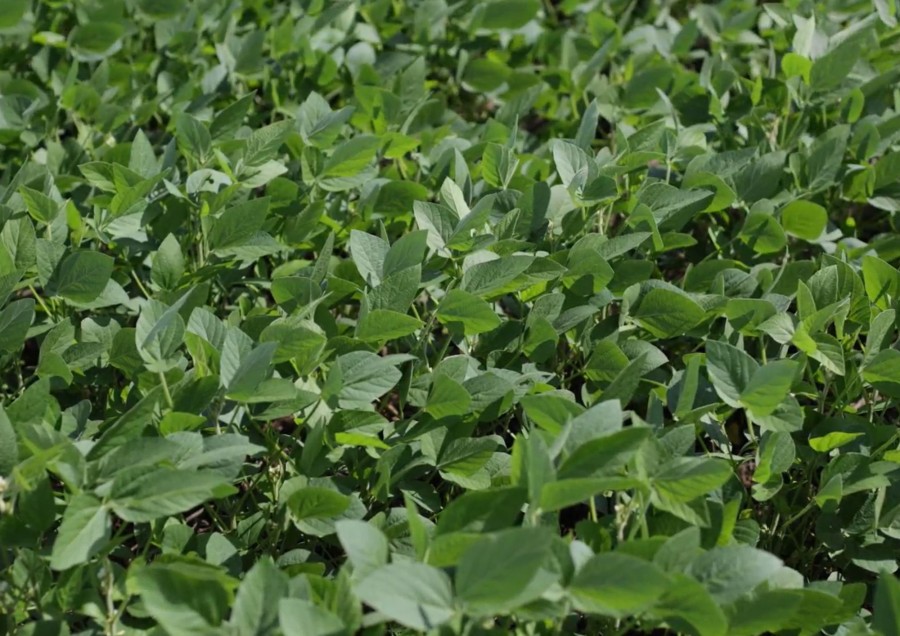 MT:  Aprosoja MT lança central de informações do CAR para apoiar produtores na regularização ambiental