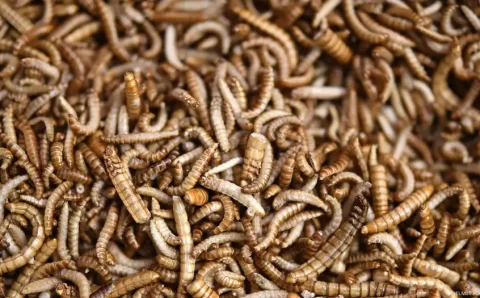 UE libera farinha de inseto em alimentos. Quebra de um tabu?