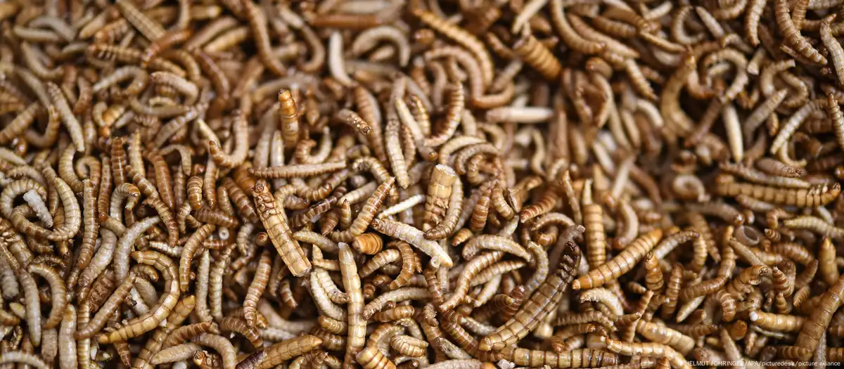 UE libera farinha de inseto em alimentos. Quebra de um tabu?