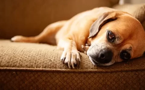 As razões pelas quais você (não) deve ter um cachorro