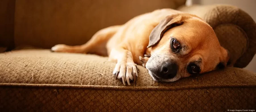 As razões pelas quais você (não) deve ter um cachorro