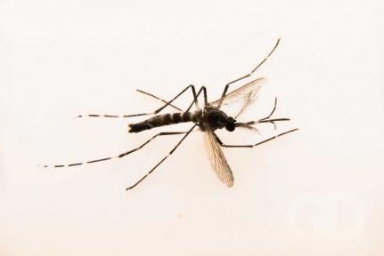 Mato Grosso registra 14 mortes por arboviroses transmitidas por mosquitos