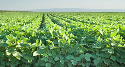 Produtores de soja de MT têm até 15 de fevereiro para cadastrar unidades de produção no Indea