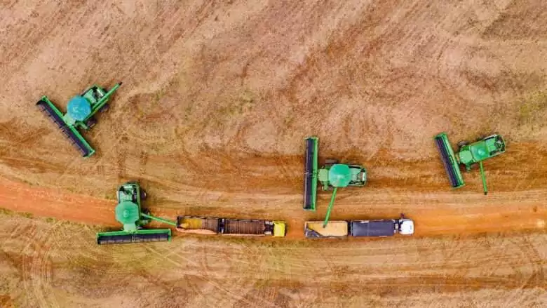 MT:   Vendas de soja em Mato Grosso avançam, mas preços recuam em janeiro de 2025