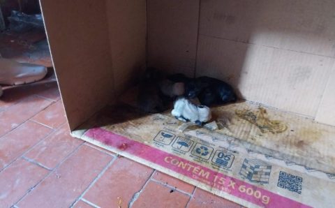 Polícia Civil resgata cachorros em situação de maus-tratos e prende tutora