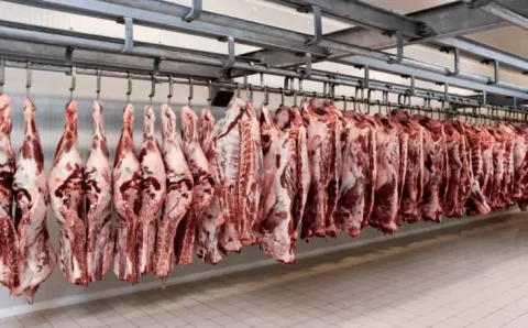 MT:  Abate de bovinos cresce 18,05% em janeiro em MT, com destaque para fêmeas