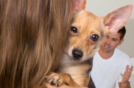 Justiça determina que médico pague pensão a pets que ficaram com a ex