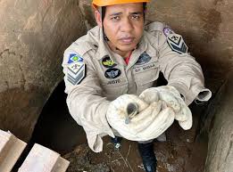 Onze filhotes de pato caem em bueiro e são resgatados pelos bombeiros