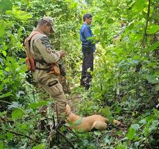 Polícia Civil localiza três corpos enterrados perto de rio em Rondonópolis