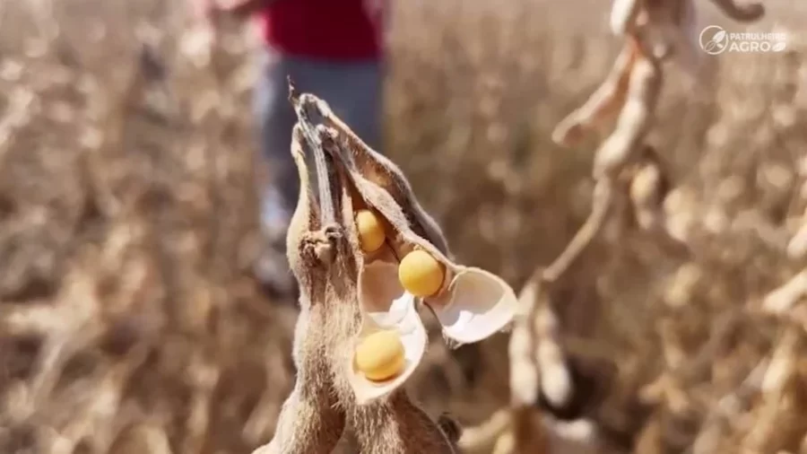 MT:  BAIXA OFERTA:   Exportação de soja cai 63% em Mato Grosso diante colheita atrasada
