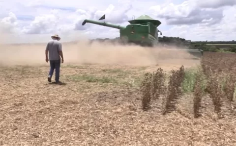 MT:  SOJA BRASIL:   Excesso de umidade e carência de armazéns podem colocar em risco produtividade da soja em MT