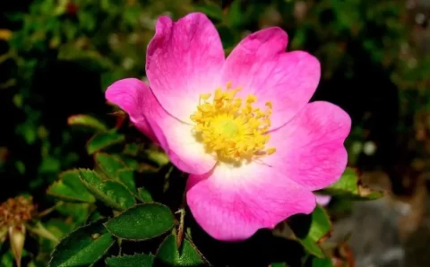 Chá de rosa-mosqueta é rico em vitamina C: veja benefícios e como preparar