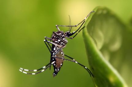MT:  ALERTA:  Saúde aponta grupos de risco para dengue e chikungunya em Mato Grosso; saiba quais
