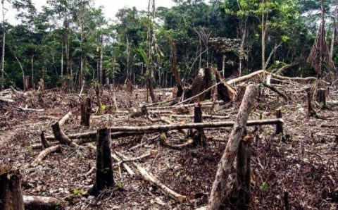 MT:  CAMPEÃO DA DEVASTAÇÃO:   MT inicia 2025 líder no ranking de desmatamento na Amazônia