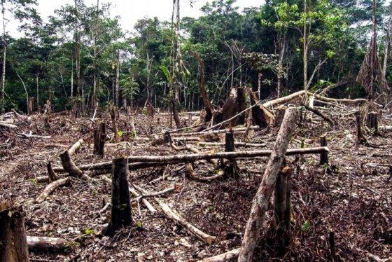 MT:  CAMPEÃO DA DEVASTAÇÃO:   MT inicia 2025 líder no ranking de desmatamento na Amazônia